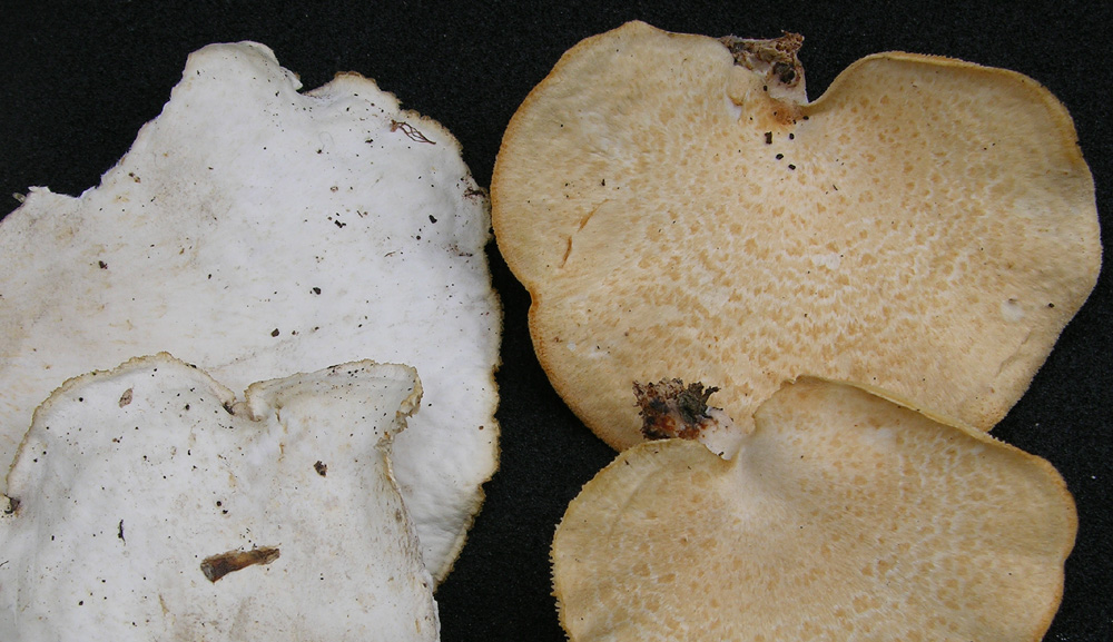 Polyporus sp. (Polyporus alveolaris)